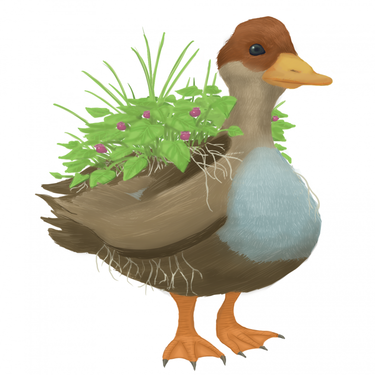 The Bush Duck